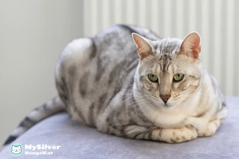 Characteristics of the Silver Bengal Cat