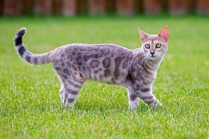 silver blue bengal cat
