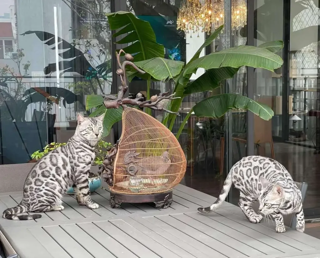 Silver Bengal cat feature