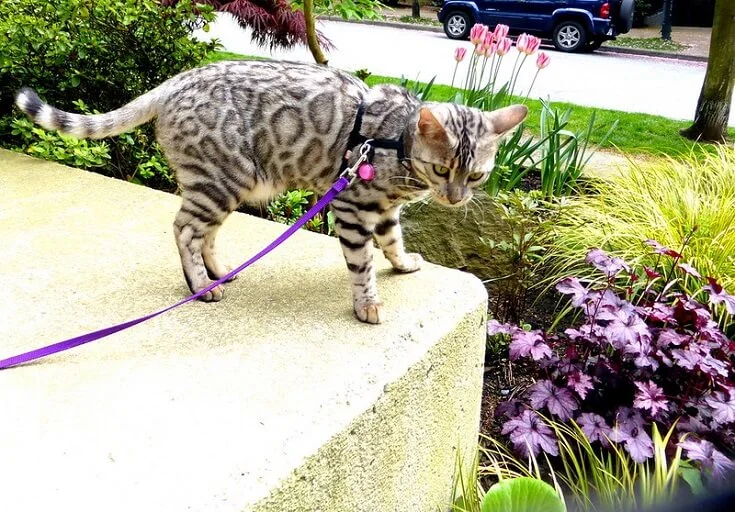 what is silver bengal cat