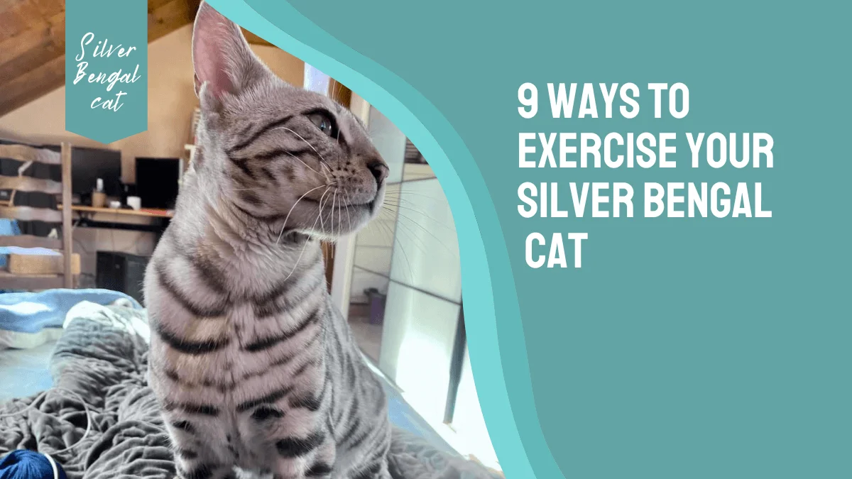 9 ways to exercise your silver bengal cat