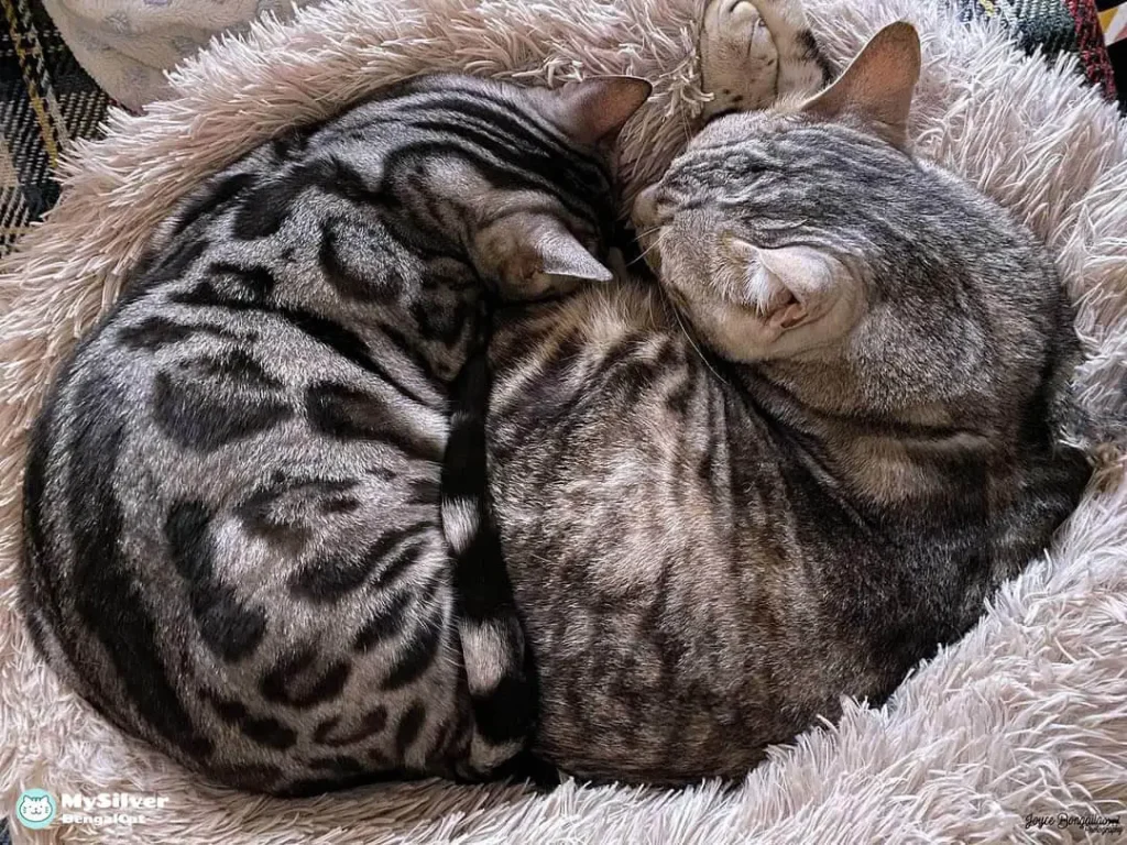bengal cats with other cats