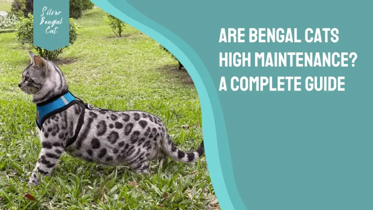 Are Bengal Cats High Maintenance? Guide to Grooming, Exercise & Health