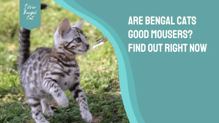 Are Bengal Cats Good Mousers? Find Out Right Now