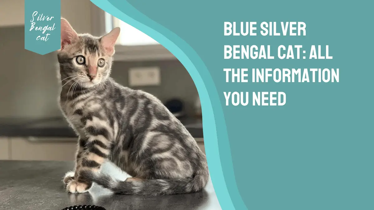 Blue Silver Bengal Cat