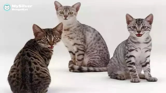 Egyptian Mau cat colors variation