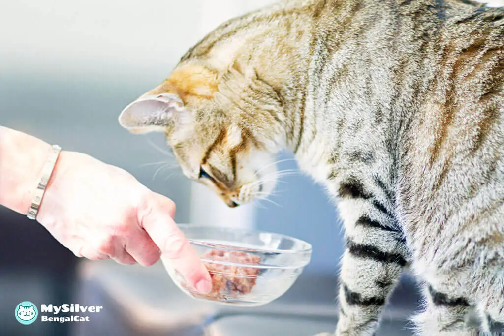 How Much to Feed Your Silver Bengal Cat