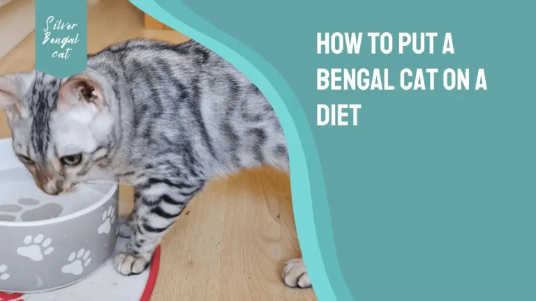 How To Put A Bengal Cat On A Diet – Easy Steps For Weight Loss