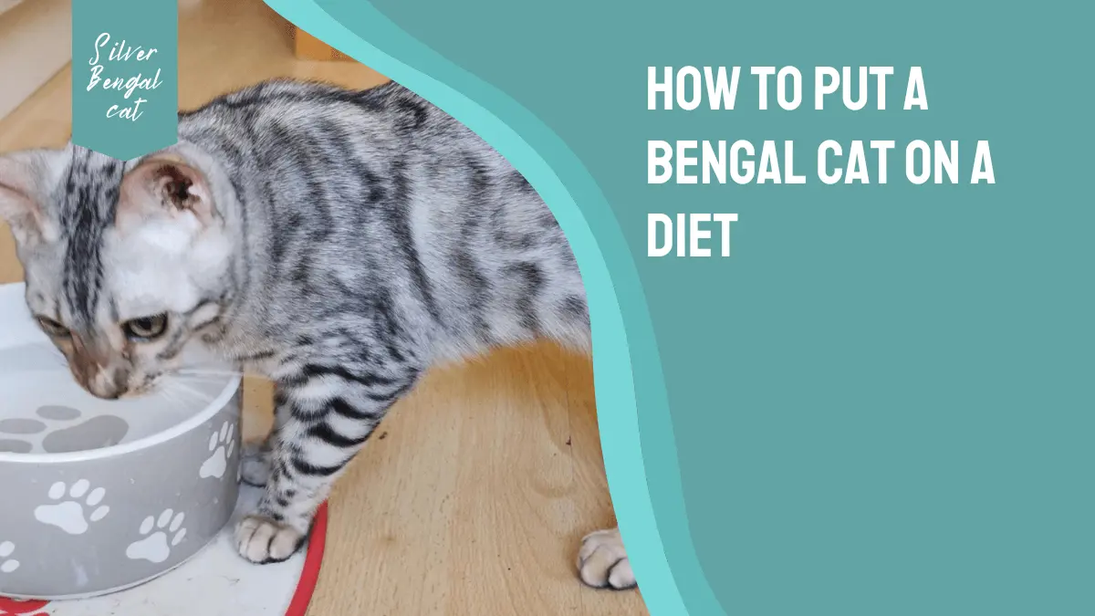 How to Put a Bengal Cat on a Diet