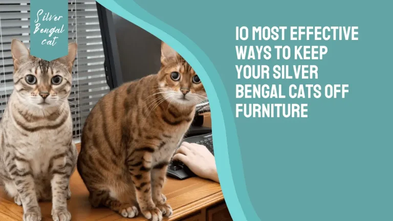 How To Keep Your Silver Bengal Cat Off Your Furniture | 10 Effective Ways