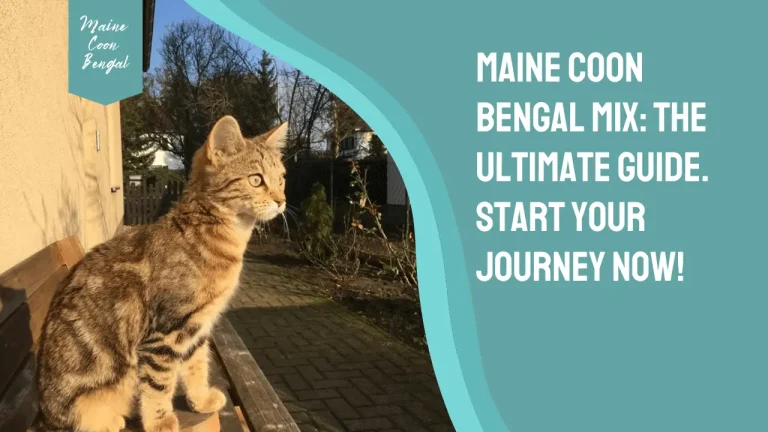 Maine Coon Bengal Mix | History, Personality & Characteristics
