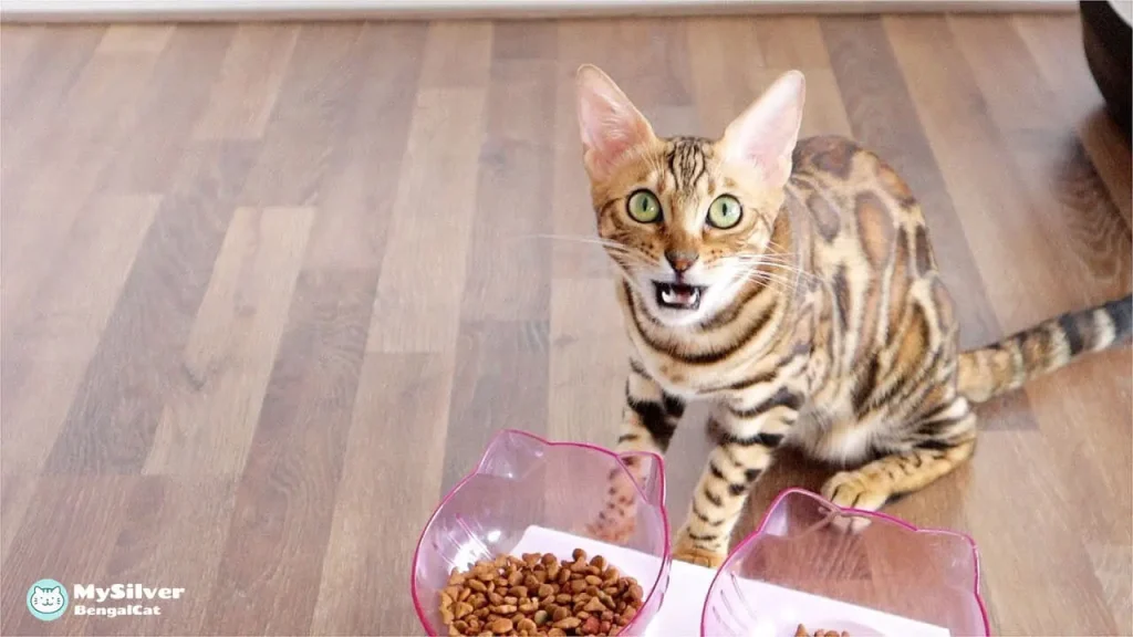 Silver Bengal Cat Feeding Guidelines 