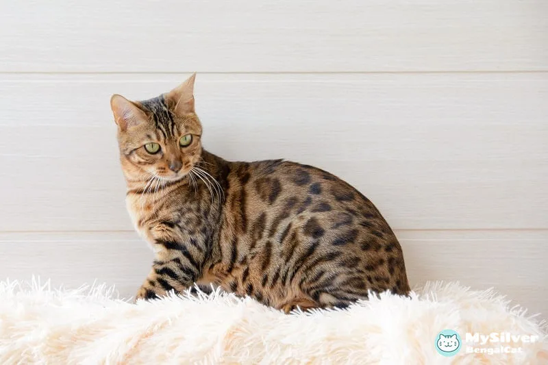 why are bengal cats so expensive