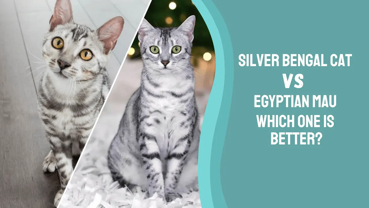 Silver Bengal Cat Vs Egyptian
