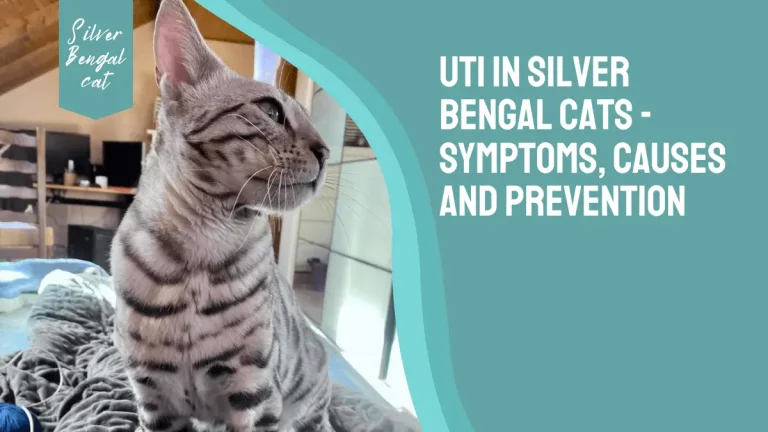 UTI in Silver Bengal Cats – Symptoms, Causes and Prevention