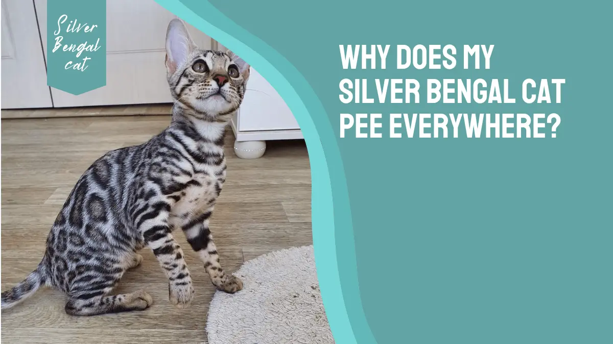 Why Does My Silver Bengal Cat Pees Everywhere