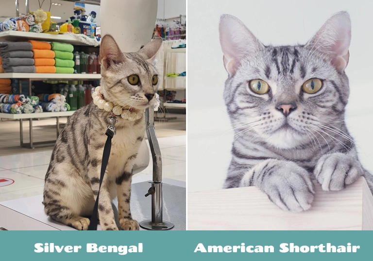 appearance of silver bengal and british shorthair