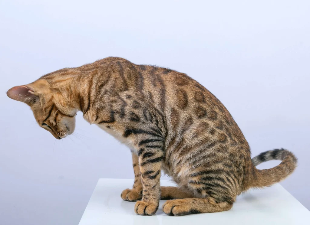 are bengal cats dangerous