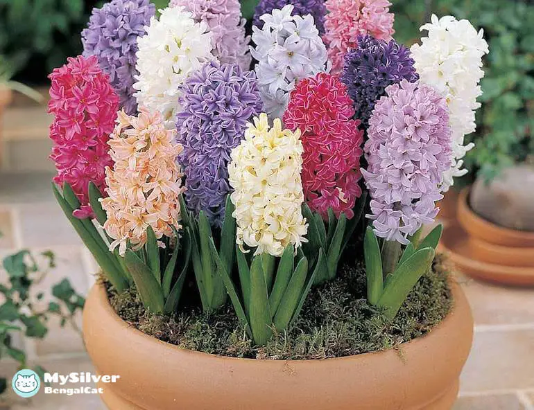 hyacinths flower toxic to cats