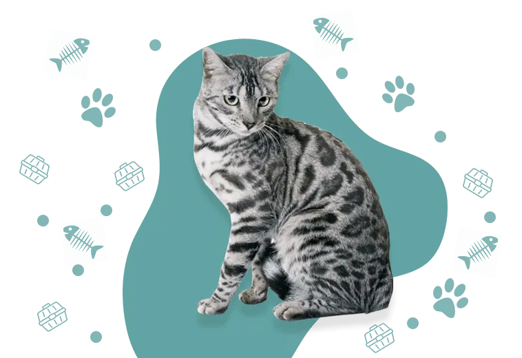 silver bengal cat home banner