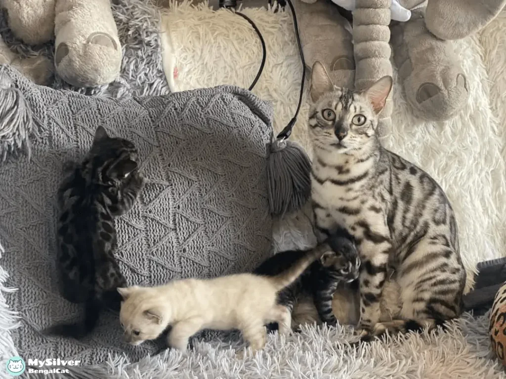 silver bengal cat overview