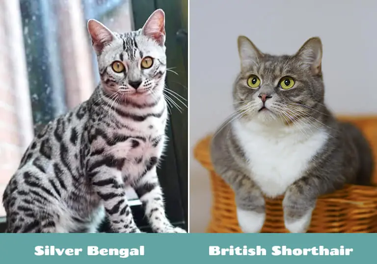 silver bengal cat vs British Shorthair