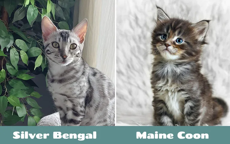 silver bengal cat vs maine coon cat