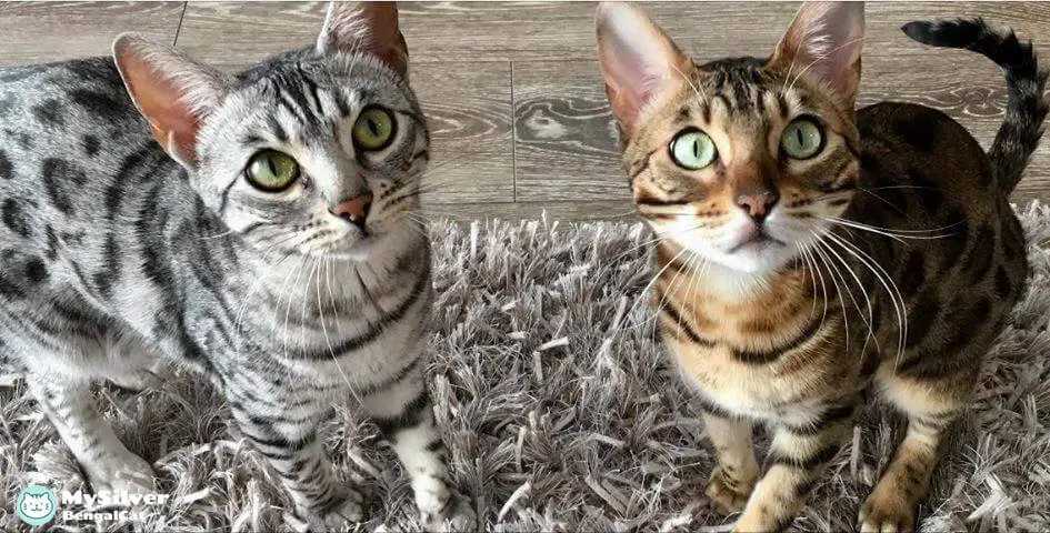 Silver bengal cat breed info