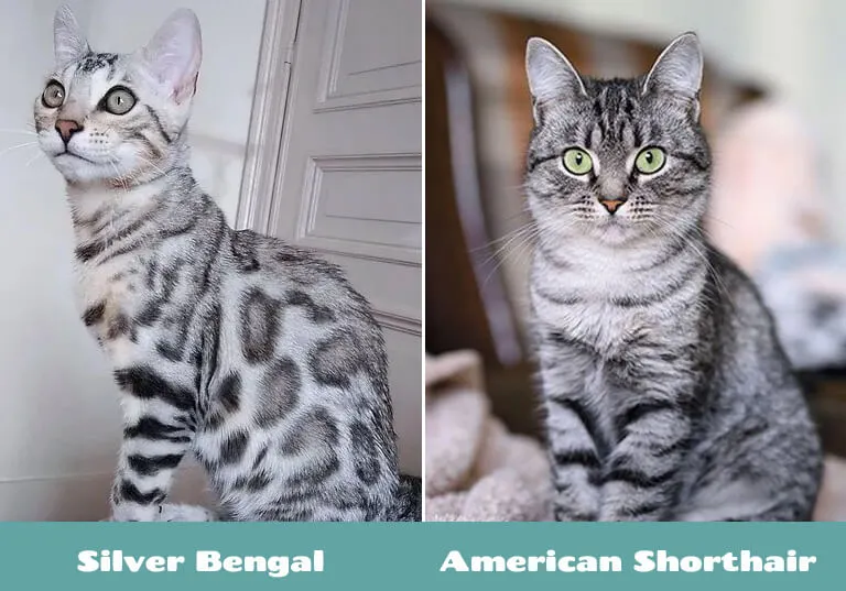 visual difference of silver bengal and british shorthair