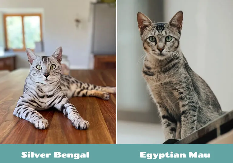 visual of egyptian mau and silver bengal cat