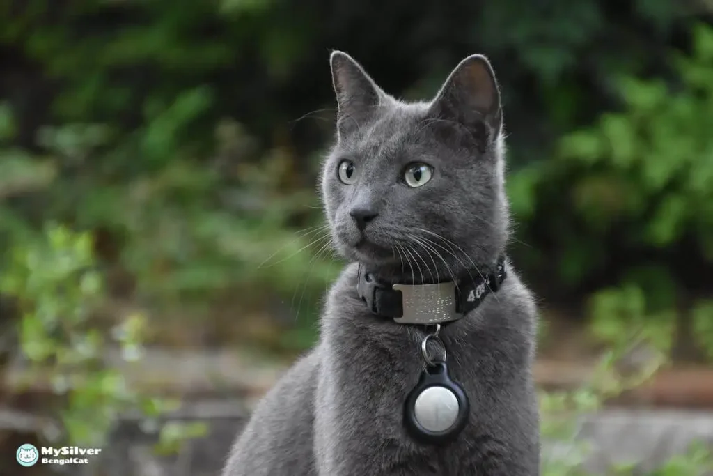 Russian Blue color variations
