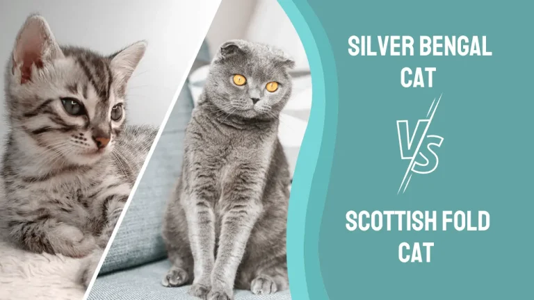 Silver Bengal Vs. Scottish Fold Cat: A Detailed Comparison