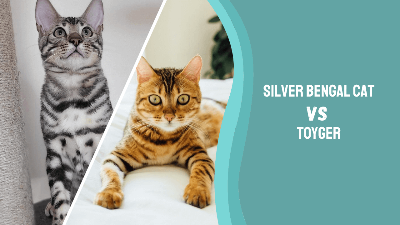 Silver Bengal cat vs Toyger