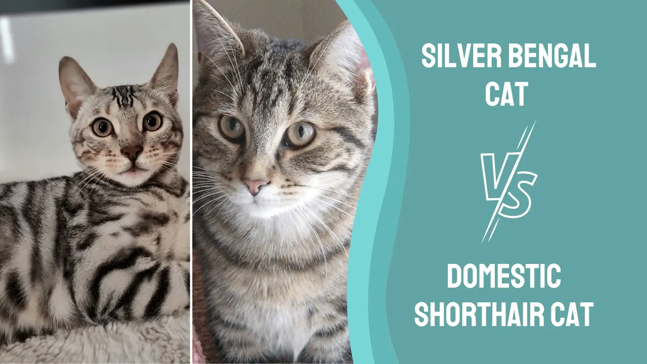 Silver Bengal vs Domestic Shorthair Cat