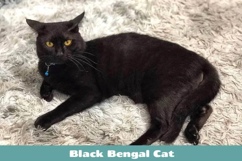  bengal black cat