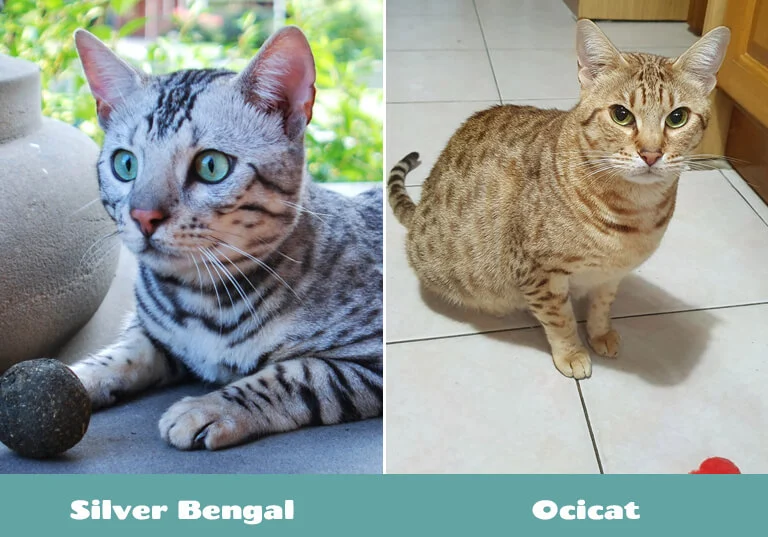 silver Bengal cat vs ocicat appearance