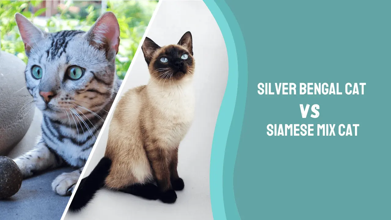 Silver Bengal Cat vs Siamese Cat Mix