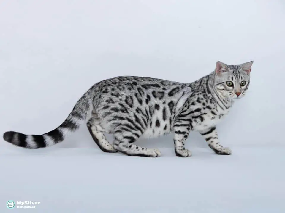 Silver Bengal cat