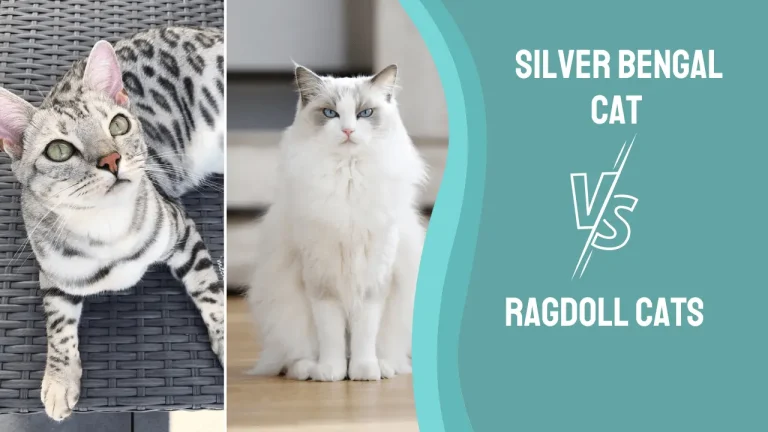 Choosing between Silver Bengal Cats and Ragdoll Cats