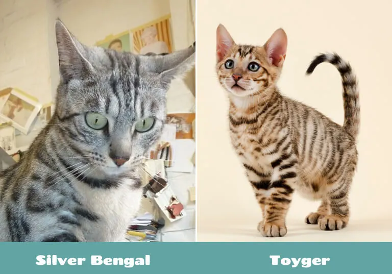 silver bengal vs toyger appearance