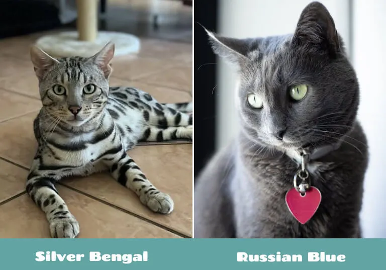 Russian Blue vs silver Bengal cat