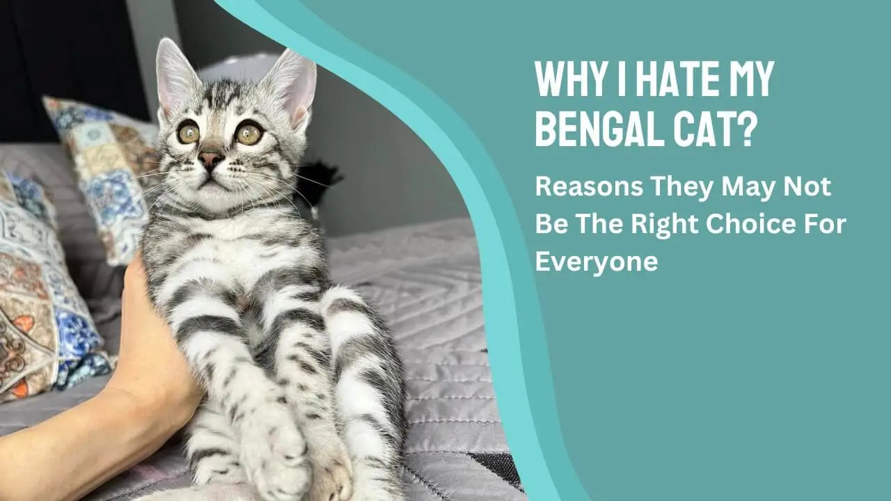 I Hate My Bengal Cat
