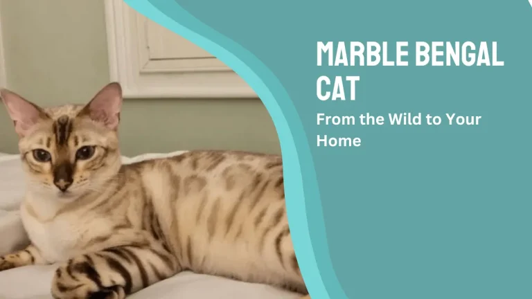 Explore Marble Bengal Cat | History, Personality & Much More