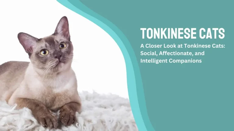 Tonkinese Cat: Social, Affectionate, and Intelligent Companions
