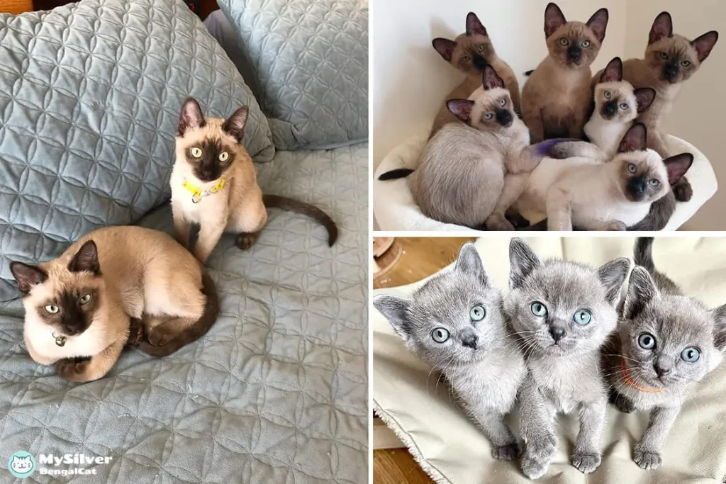 Tonkinese Cat Colors