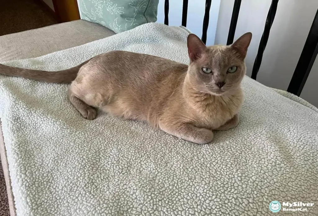 Tonkinese Cat Appearance