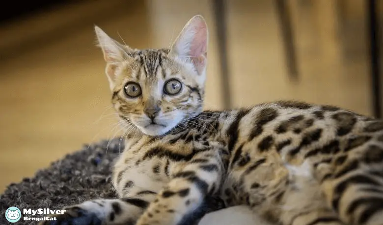 Bengal cat tabby
