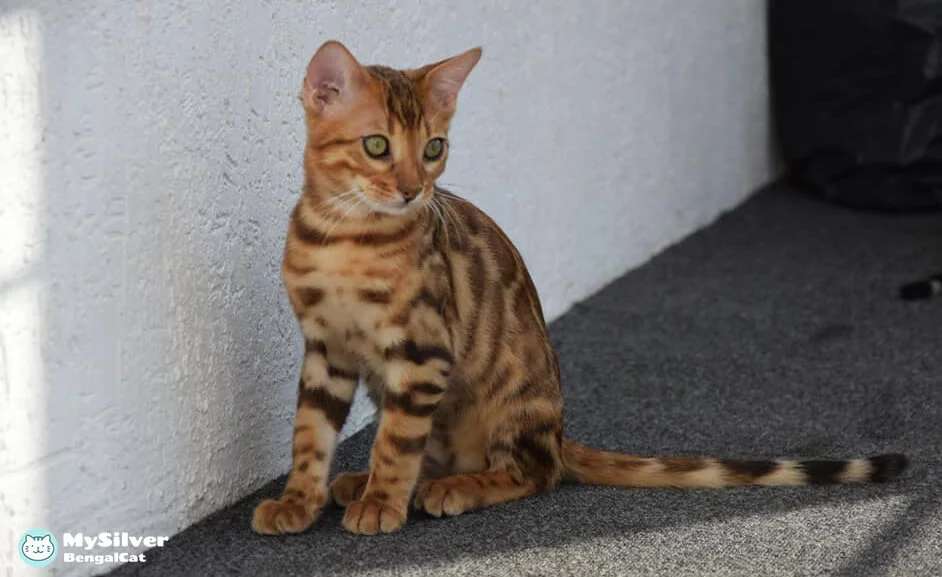 bengal orange cat 