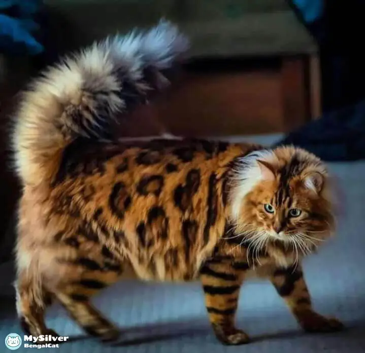 Cashmere Bengal cat appearance