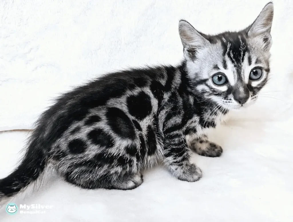 charcoal silver bengal cat 